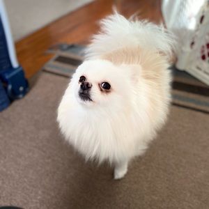 Meet your Posher, Samantha